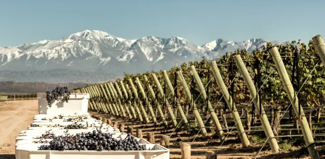 Melhor época para ir a Mendoza: Vendimia 2027, vinícolas e neve