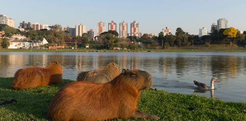 [Preço extraordinário] Porto Alegre → Curitiba por R$ 311