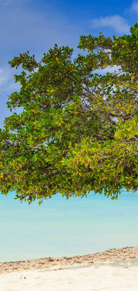 Rio de Janeiro → Aruba R$ 1.764, ida e volta, em agosto