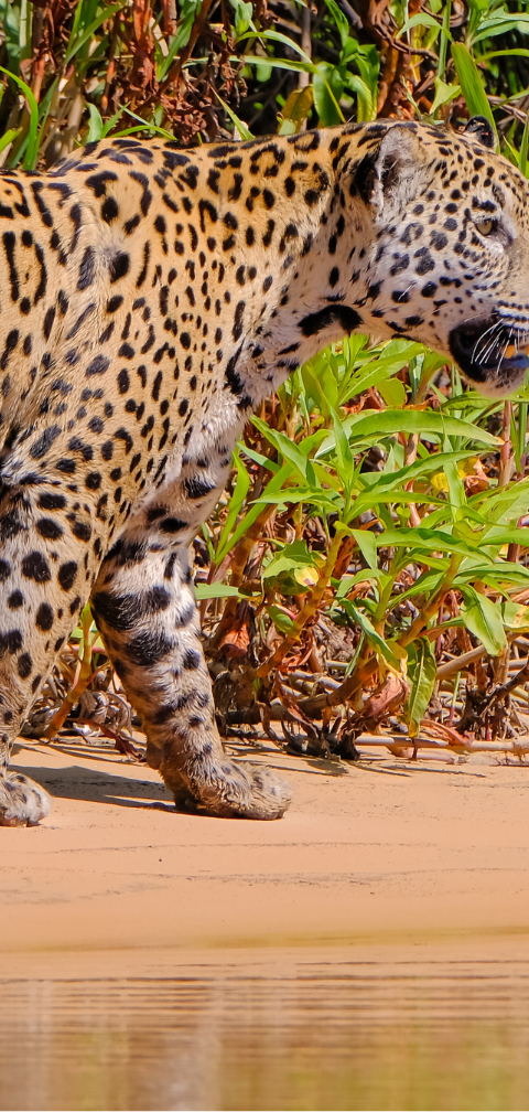 [Achado] BSB - Pantanal: voo direto para Cuiabá por R$ 566, ida e volta