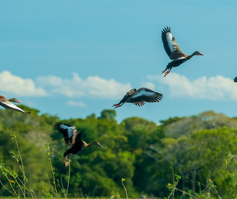 [Achado] CWB - Mato Grosso: voos por R$ 486, ida e volta