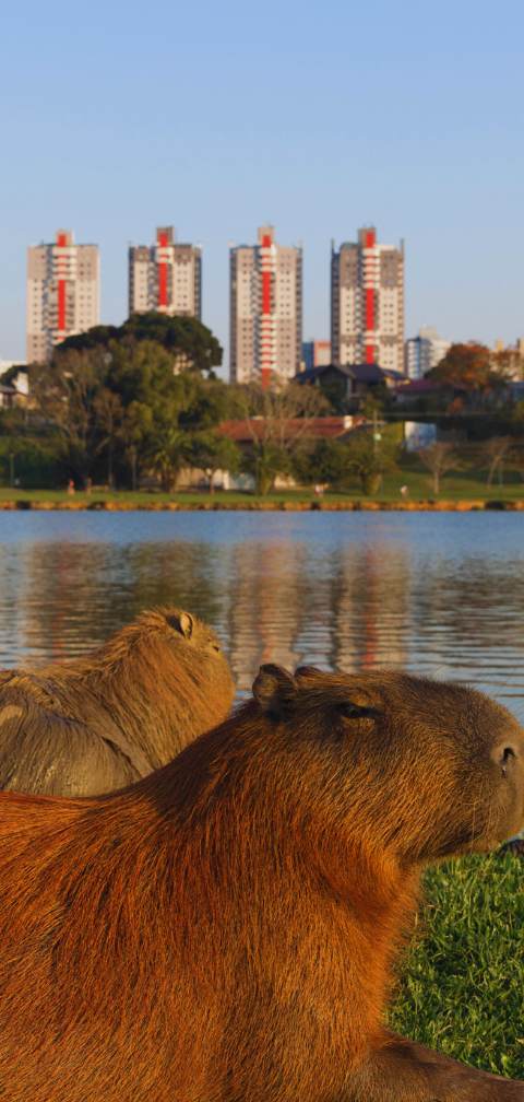 [Achado] FOR - Curitiba: voos por R$ 584, ida e volta