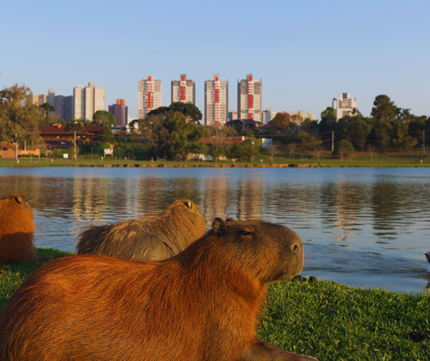 [Achado] POA - Voo direto para Curitiba por R$ 257, ida e volta